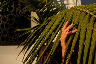 Close-up of palm tree leaves