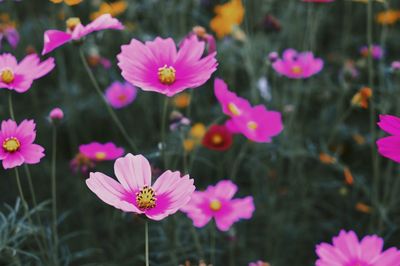Close-up of pink flowering plants in park