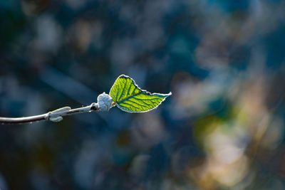 Close-up of leaf on twig