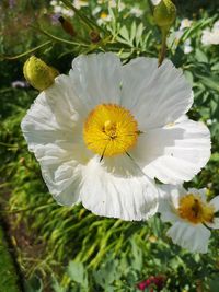 Close-up of white flowering plant