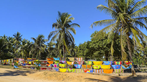 Multi colored palm trees on beach against clear sky