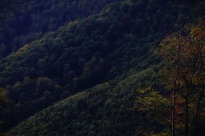 Trees in forest