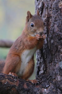 Close-up portrait of squirrel on tree trunk