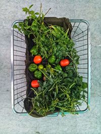 High angle view of tomatoes in basket