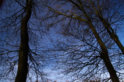 Low angle view of silhouette bare trees against sky