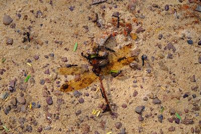 High angle view of insect on sand