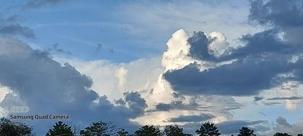 Low angle view of trees against sky