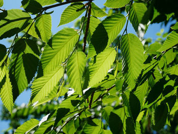 Low angle view of leaves on tree