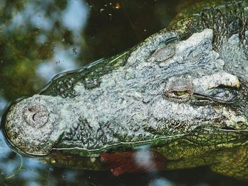 Close-up of alligator swimming in water