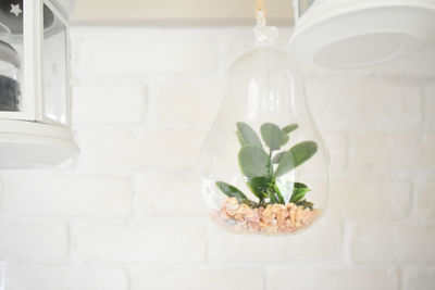 Close-up of potted plant against white wall at home