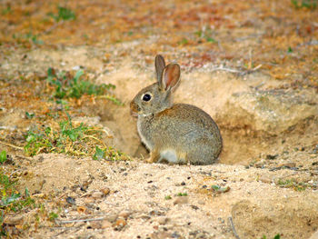 Side view of rabbit sitting on field