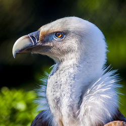 Close-up of vulture