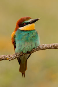 Close-up of bird perching on branch