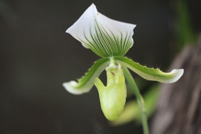 Close-up of white rose flower