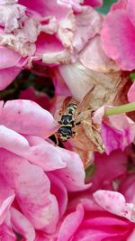 Close-up of bee on pink flowers