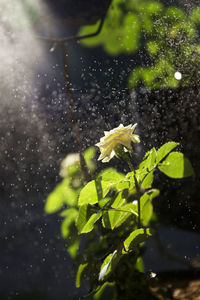 Rose growing on plant