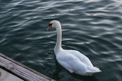 High angle view of swan swimming in lake