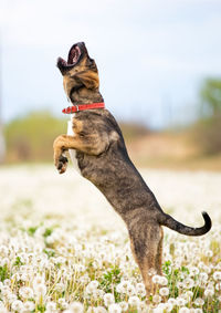 Dog standing on field