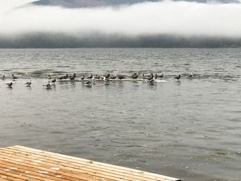 Swans swimming in lake against sky