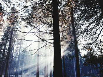 Trees in forest during winter