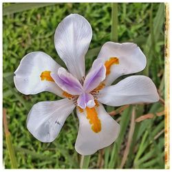 Close-up of white flower