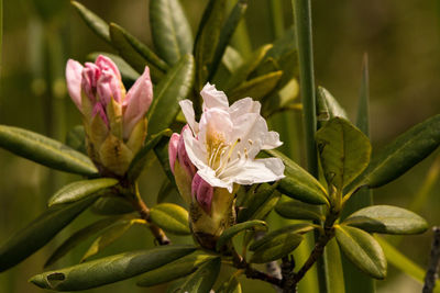 Close-up of pink flowering plant