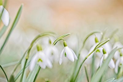 Close-up of white crocus flowers