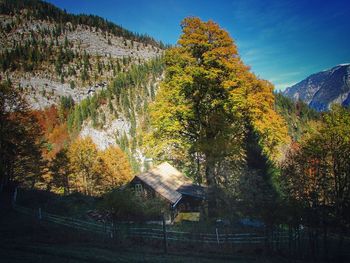 Trees in forest during autumn