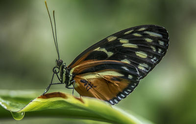 Close-up of butterfly