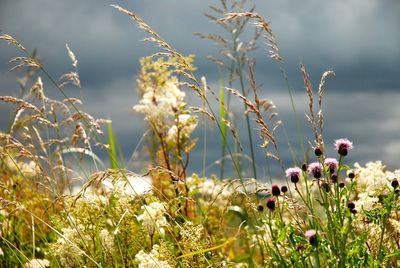 Close-up of flowers blooming on field