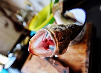 Close-up of dead fish