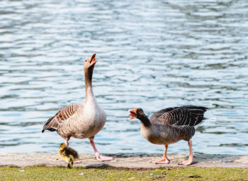 Duck swimming in lake