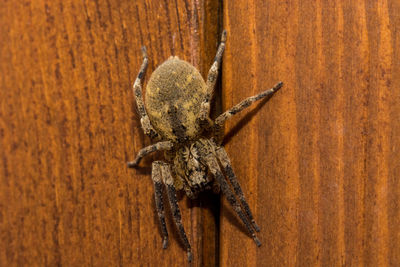 Close-up of spider
