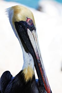 Close-up of a bird