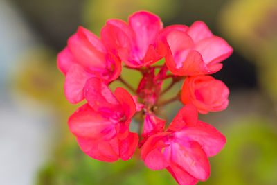 Close-up of pink flowering plant