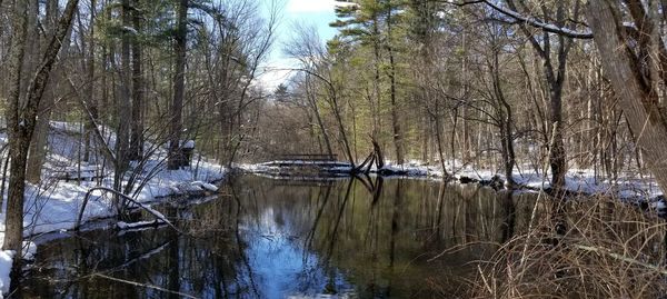 Reflection of bare trees in lake against sky