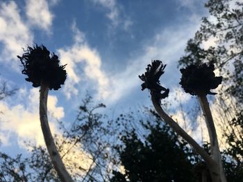 Low angle view of trees against sky