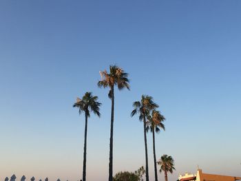 Low angle view of palm trees against clear blue sky