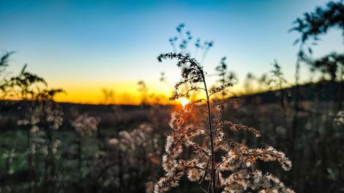 Close-up of stalks against sunset