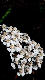 Close-up of white cherry blossoms at night