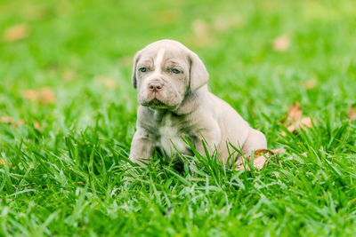 Portrait of puppy sitting on grassy land