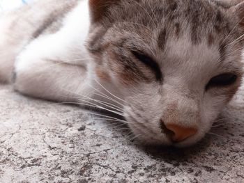 Close-up of cat sleeping