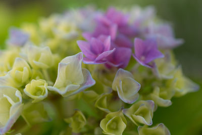 Close-up of flowers blooming outdoors