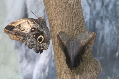 Close-up of butterfly on tree trunk