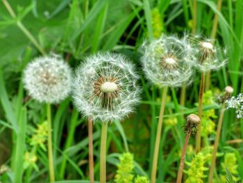 Close-up of dandelion growing in field