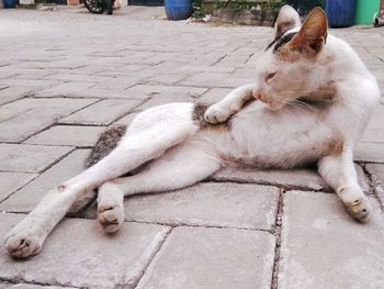 Cat sleeping on footpath