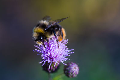 Close-up of bee pollinating on purple flower