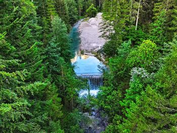 Scenic view of waterfall in forest