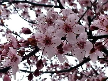 Low angle view of apple blossoms in spring