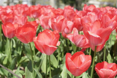 Close-up of red tulips